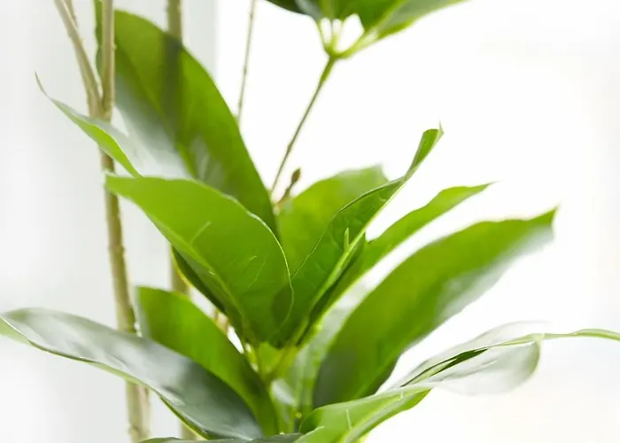 Apartament Wlr - Chmielna I